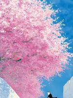 侯府假千金她总做蠢事